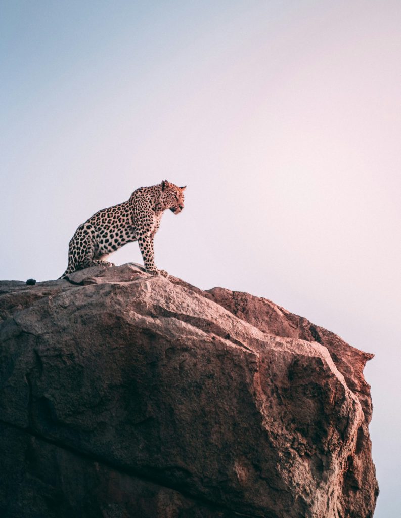 Leopard in the Masai Mara