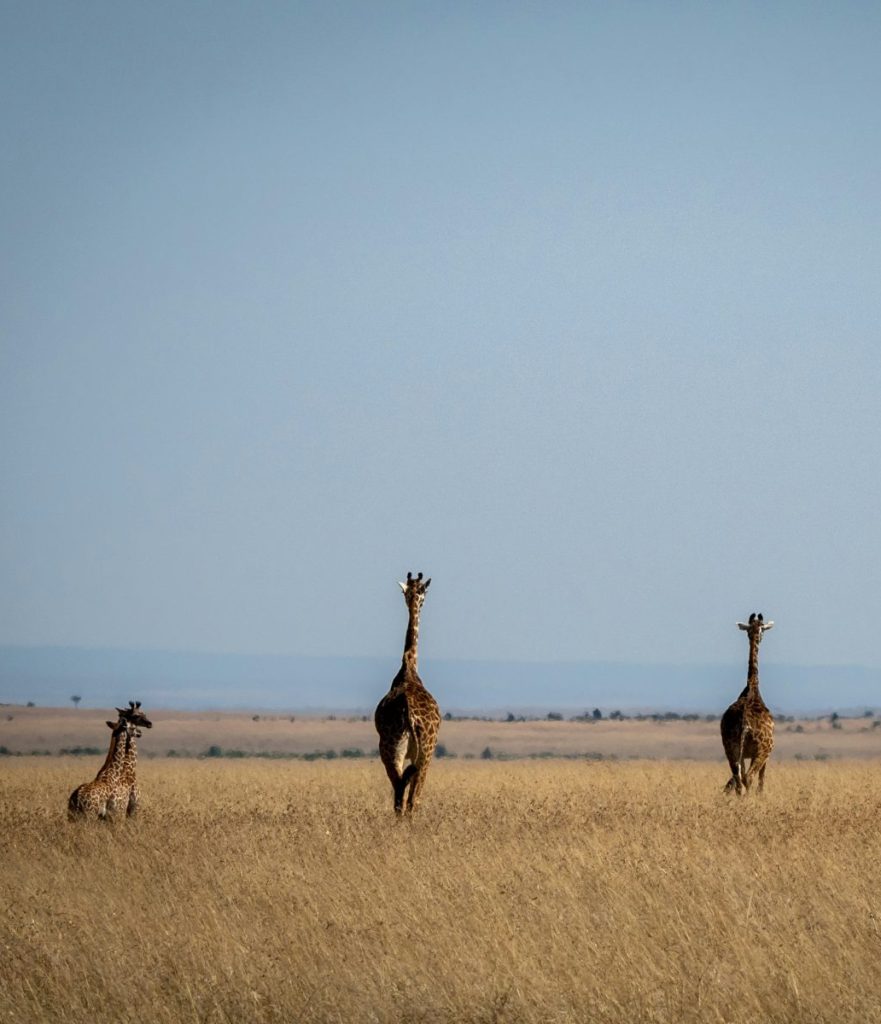 Two baby giraffes and two adult giraffes stood next to each other on a grassy plain