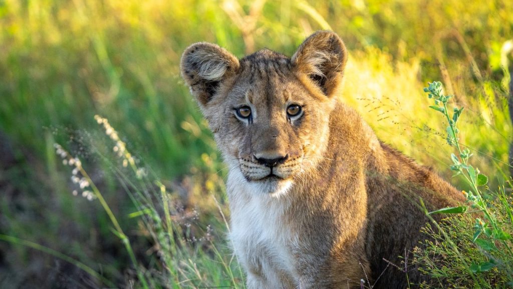 picture of a lion cub
