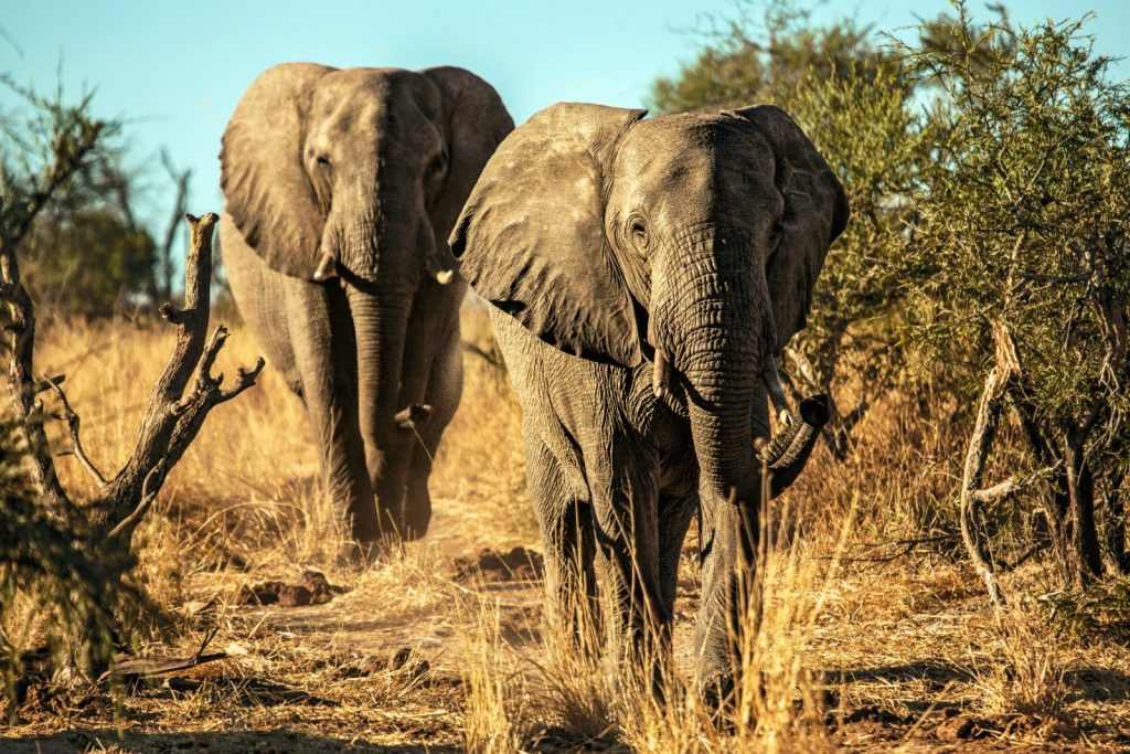 2 adult elephants walking through dry grassland
