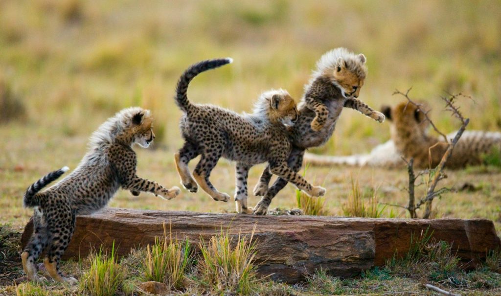 3 cheetah cubs jumping and playing