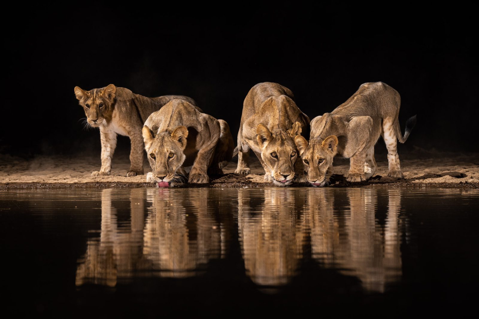 Lions drinking at a waterhole