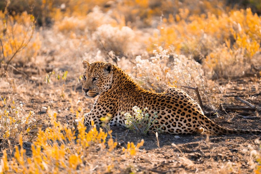 Leopard at Onkonjima