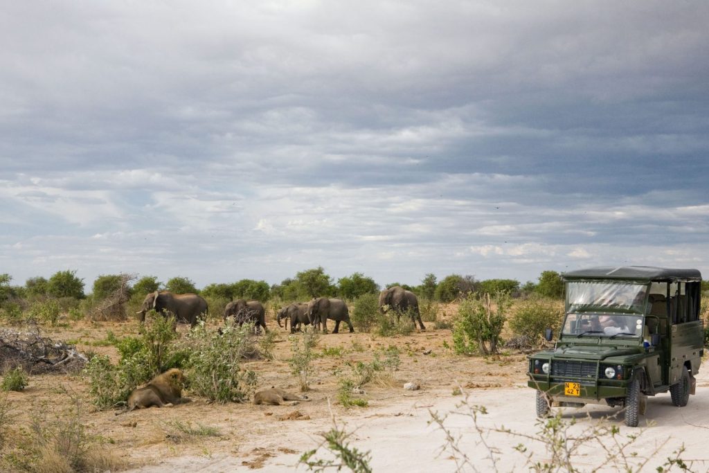Safaris in Etosha