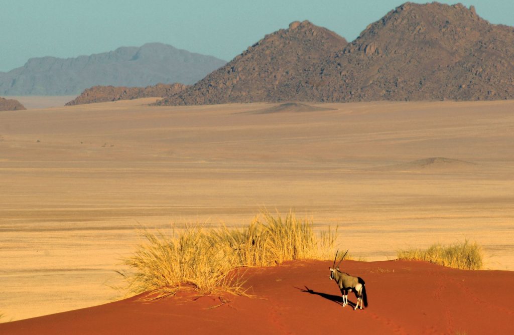 Oryx in the Sand Dunes