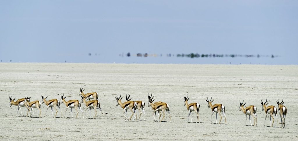 Wildlife in Etosha