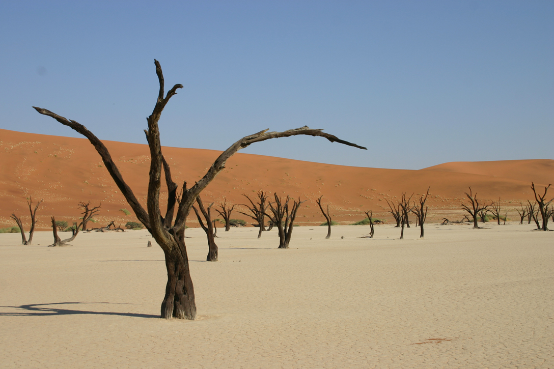 Petrified trees in Namibia