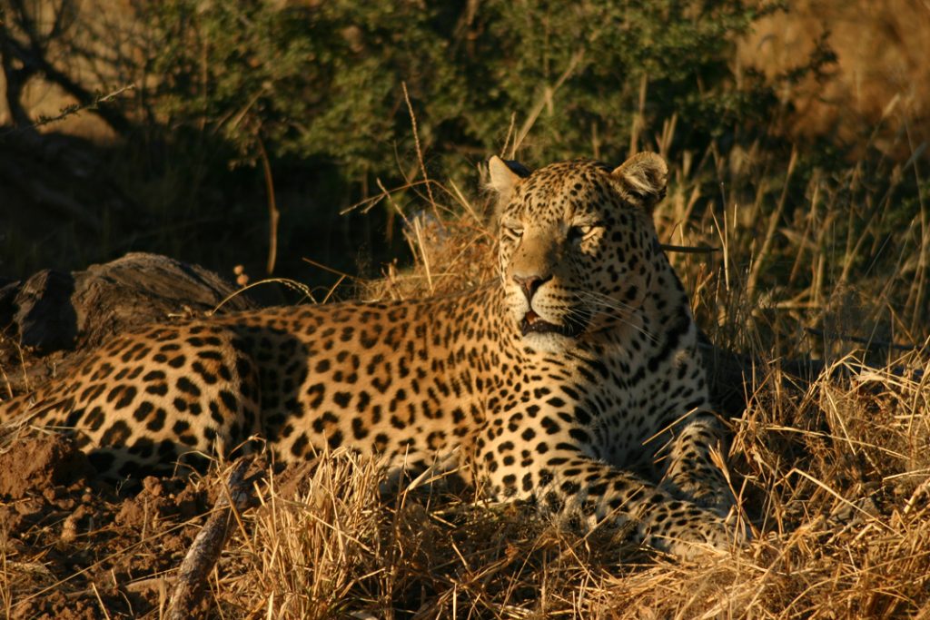 leopard in Namibia