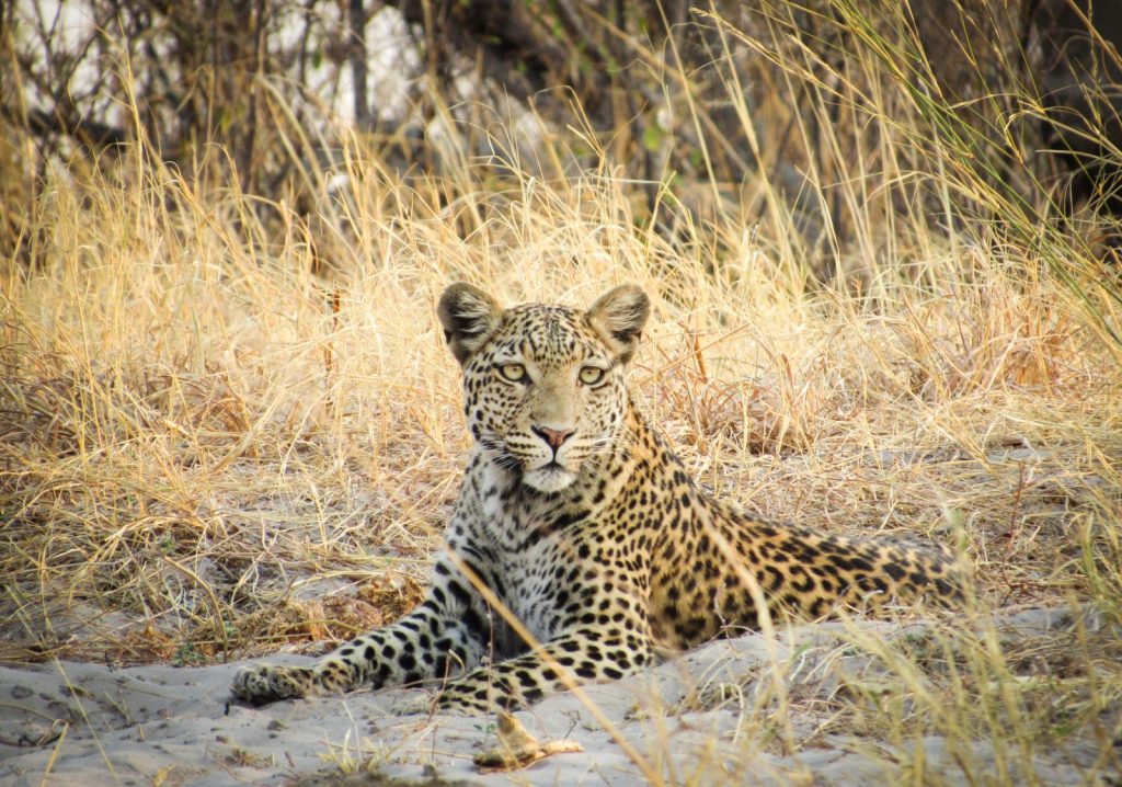 leopard in Savute