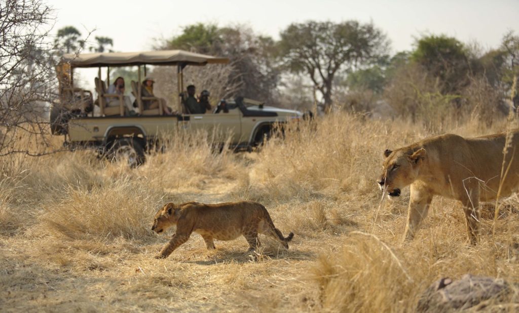 Lioness and cub in Ruaha National Park