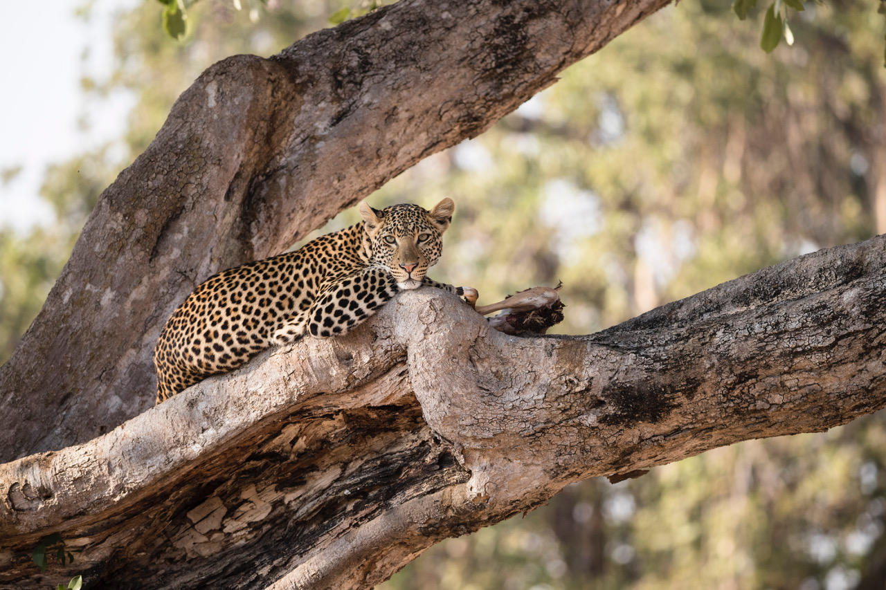 Leopard in Ruaha national park Tanzania