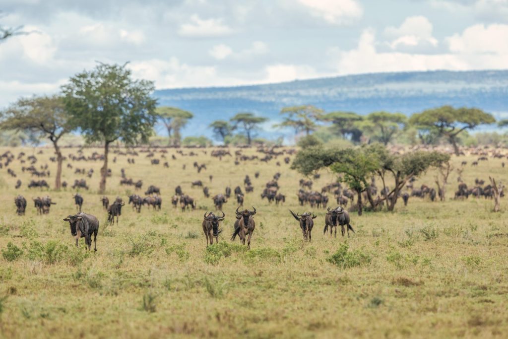 Views of wildebeest in the Serengeti