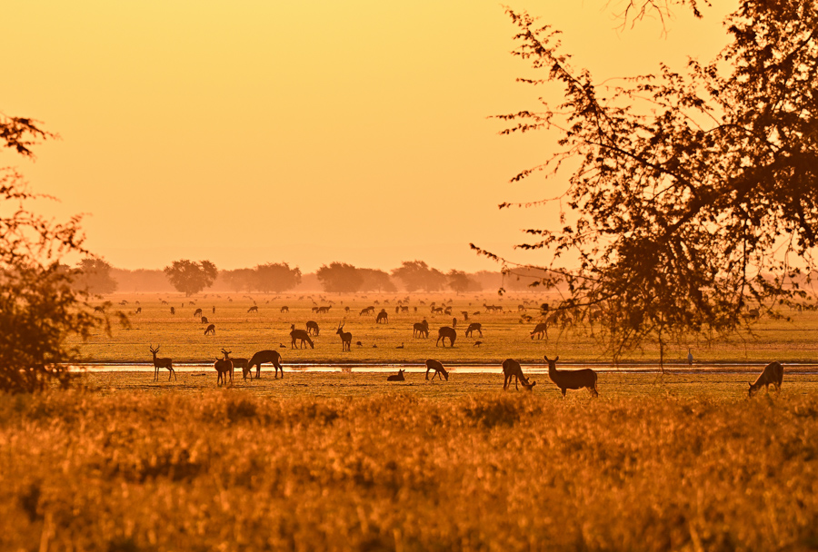 Sunsetting over a herd of waterbuck in Gorongosa National Park in Mozambique