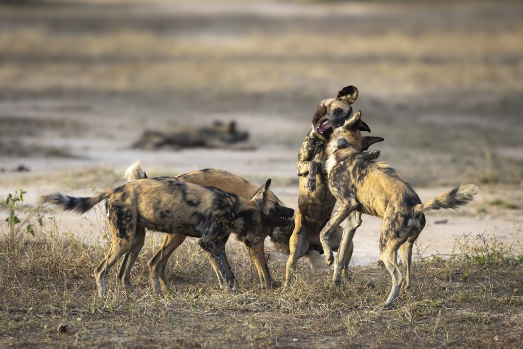 wild dog play in Gorongosa National Park