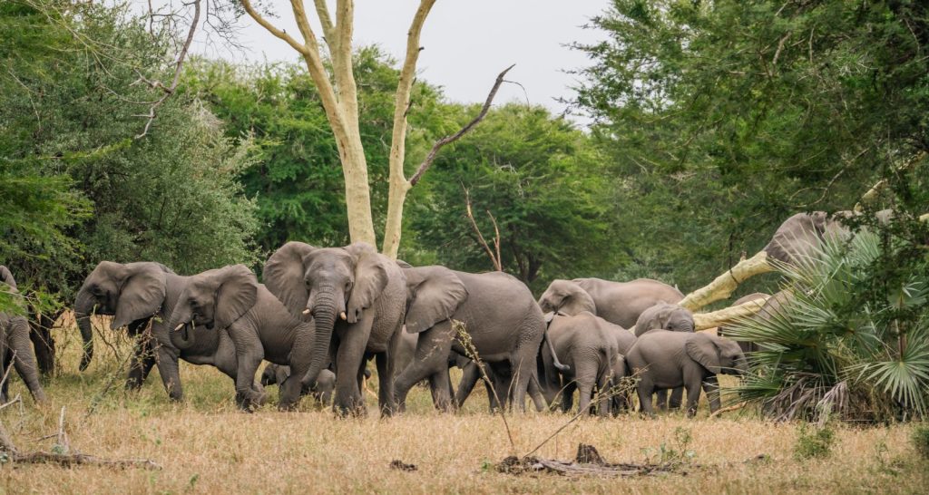 Herd of elephants in Gorongosa National Park