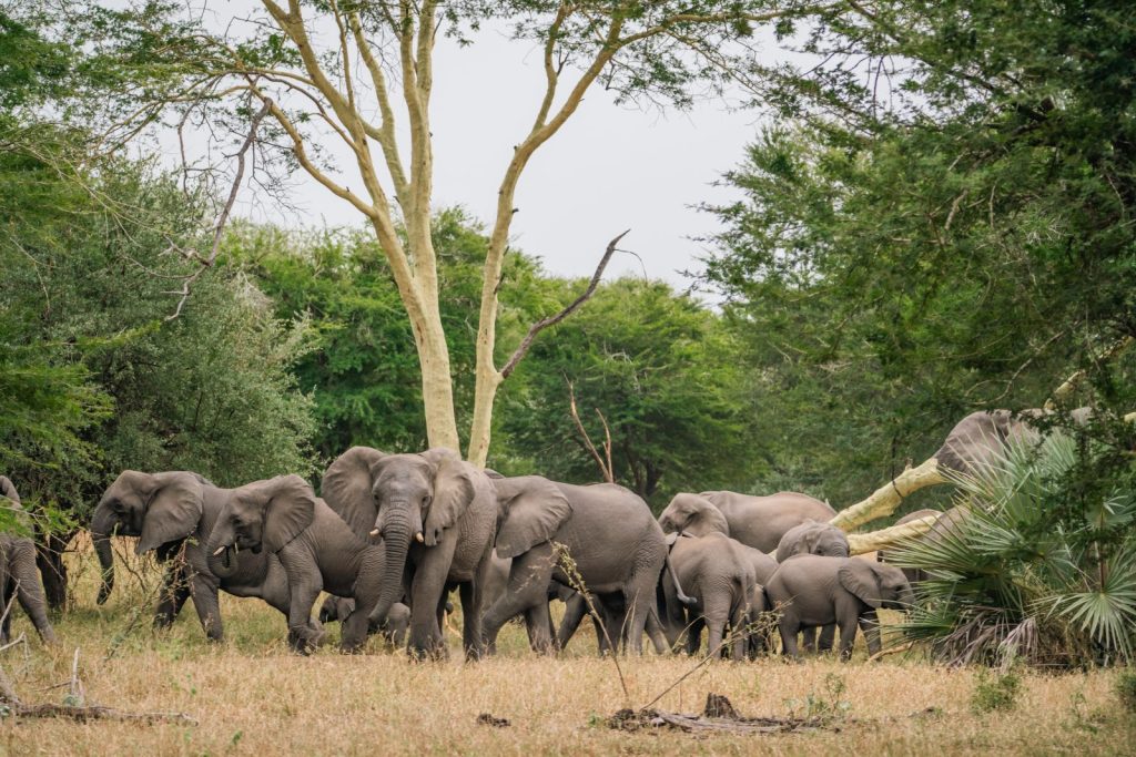 A large herd of elephants in Gorongosa National Park