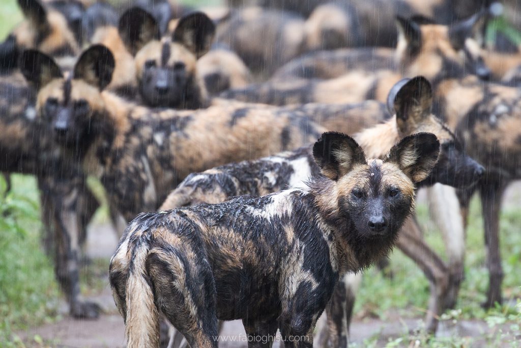 pack of wild dog in the rain in Gorongosa National Park