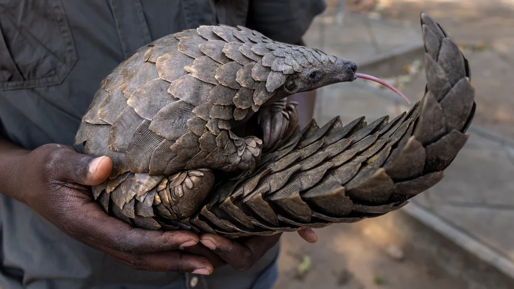 Pangolin in Gorangosa