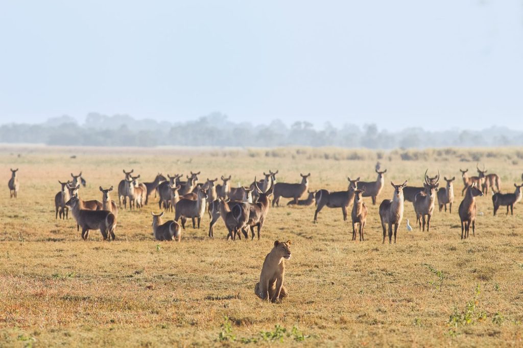 Lion looks at a large herd of waterbuck in Gorongosa