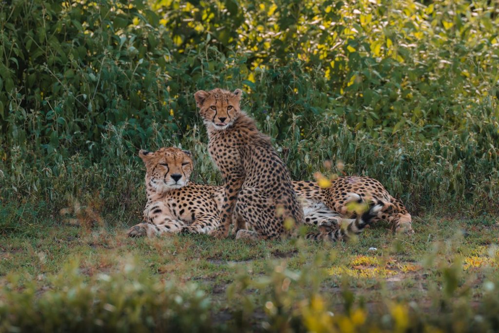 Family of Cheetah at Ndutu in Tanzania