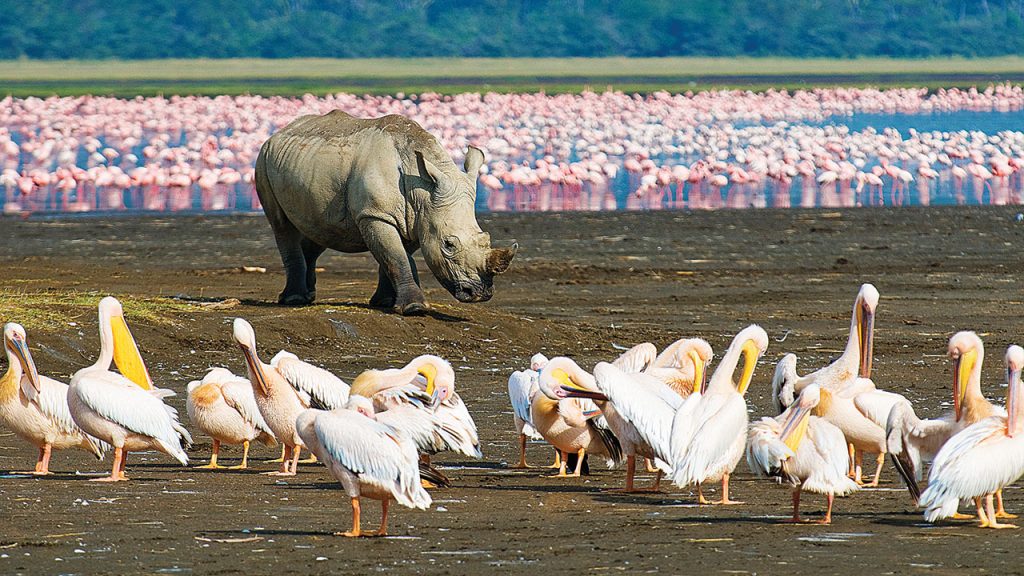 Rhino with pelican and flamingo